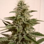 White Berry Marijuana Strain