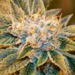 White OG Marijuana Strain