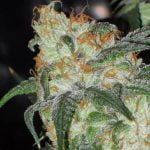 White OG Strain Marijuana Plant