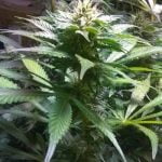 Yoda OG Marijuana Strain