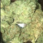 Yoda OG Strain Marijuana Plant