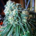 3 In The Pink Marijuana Strain