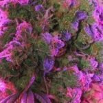 3 In The Pink Strain Marijuana Plant