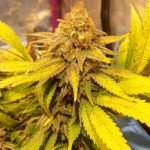 Black Afghan Marijuana Strain