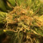 Black Afghan Strain Marijuana Plant