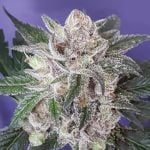 Black Raspberry Marijuana Strain