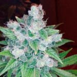 Blue Goo Marijuana Strain