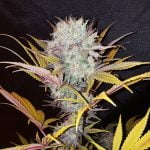 Blue Mystic Marijuana Strain