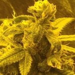 Blueberry AK Marijuana Strain