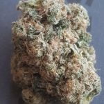 Blunicorn Bud