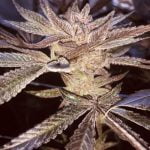 Blunicorn Strain Marijuana Plant