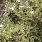 Bluniverse Marijuana Strain