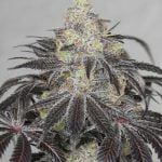 Bodega Bubblegum Marijuana Strain