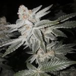 Brandywine Marijuana Strain