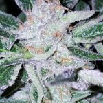 Brandywine Strain Marijuana Plant