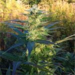 Church OG Marijuana Strain