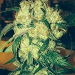 Church OG Strain Marijuana Plant