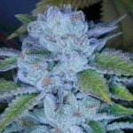 Face On Fire Marijuana Strain