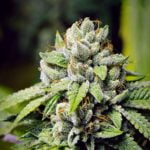 Face On Fire Strain Marijuana Plant
