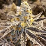 False Teeth Marijuana Strain