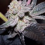 False Teeth Strain Marijuana Plant