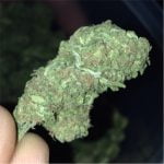 Gooberry Bud