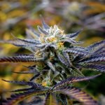 Gooberry Marijuana Strain