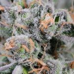 Gooberry Strain Marijuana Plant