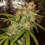 Grapefruit Kush Marijuana Strain