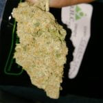 Green Dragon Bud