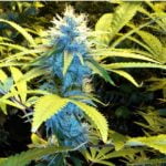 Green Dragon Marijuana Strain