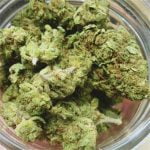 Green Dragon Strain Marijuana Plant