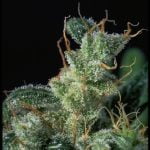 Kali Mist Strain Marijuana Plant