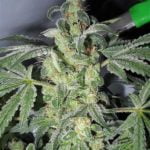 Lemon Thai Marijuana Strain