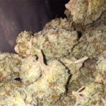 Lemon Thai Strain Marijuana Plant