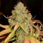Lifesaver Marijuana Strain