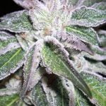 Lifesaver Strain Marijuana Plant