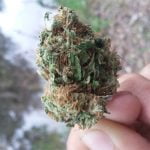 Light of Jah Bud