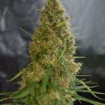 Light of Jah Marijuana Strain