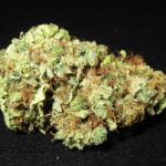 Light of Jah Strain Marijuana Plant