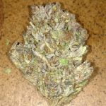 Midnight Bud