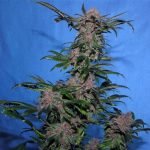 Midnight Marijuana Strain