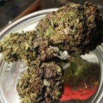 Midnight Strain Marijuana Plant