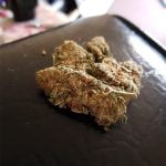 Money Maker Bud