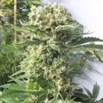 Money Maker Marijuana Strain