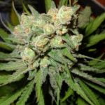 Money Maker Strain Marijuana Plant