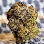 Nightmare Cookies Bud