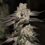 Nightmare Cookies Marijuana Strain
