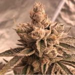 Nightmare Cookies Strain Marijuana Plant