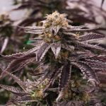 OGKZ Marijuana Strain